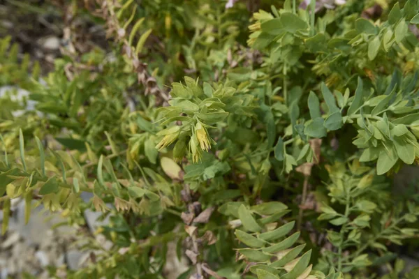 Żółte Kwiatostany Cerinthe Minor Subsp Roślina Niewielka — Zdjęcie stockowe