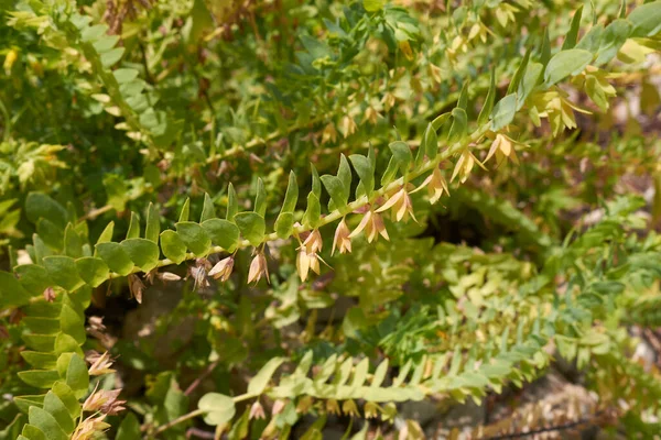 Cerinthe Minar Subspの黄色の花序 未成年植物 — ストック写真