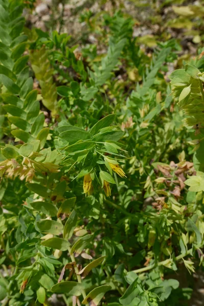 Żółte Kwiatostany Cerinthe Minor Subsp Roślina Niewielka — Zdjęcie stockowe