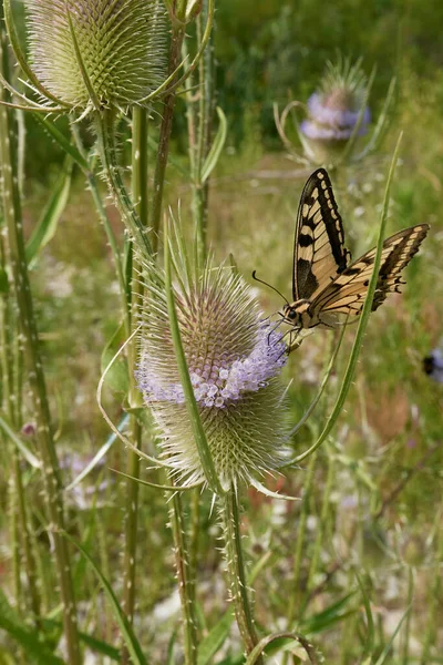 Papilio Machaon Butterfly Dipsacus Fullonum Inflorescence — Stock Photo, Image