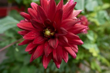 Kırmızı yıldız çiçeği yaklaş