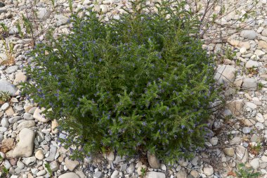 Echium vulgare çiçek açmış.