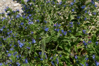 Echium vulgare çiçek açmış.