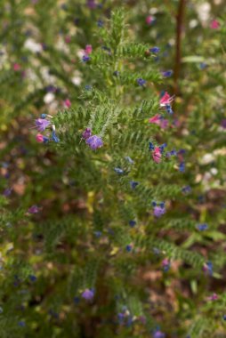 Echium vulgare çiçek açmış.