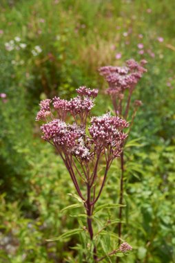 Eupatorium cannabinum bitkisi çiçek açtı