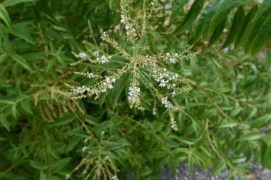 Lippia Citriodora şubesi yakın.