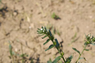 Lithospermum beyaz çiçekleri uyandır