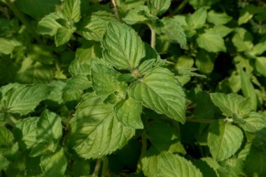 Mentha aquatica taze yapraklar yakın çekim