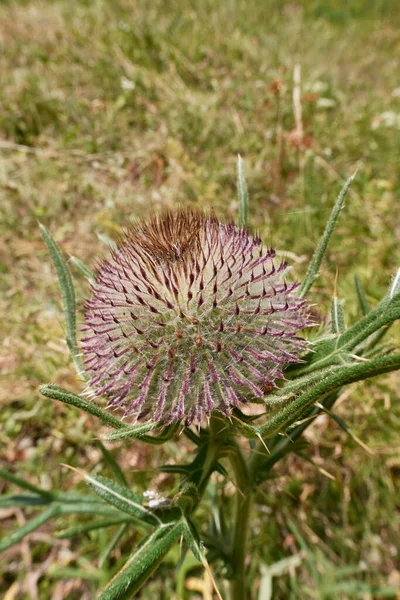Purple Inflorescence Cirsium Eriophorum Plant — Stock Photo, Image