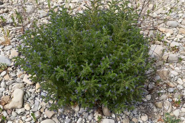 Echium Vulgare Plant Bloom — Stock Photo, Image