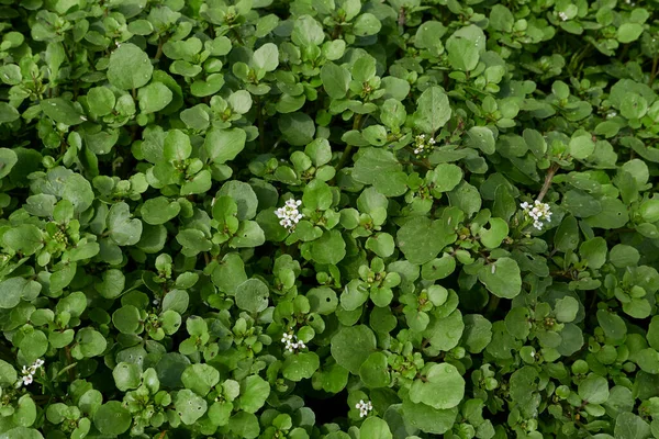 Nasturtium Officinale Plants River Bed — Stock Photo, Image