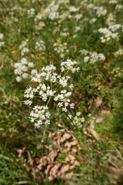 Conopodium majus çiçek açtı.