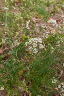 Conopodium majus çiçek açtı.