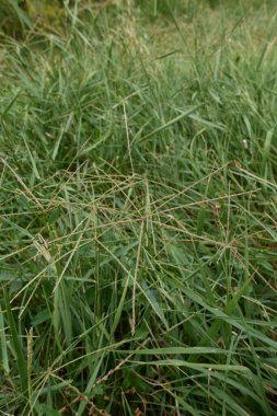 Cynodon Dactylon otları çiçek açtı