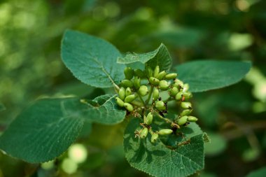 Meyveli Viburnum lantana dalı