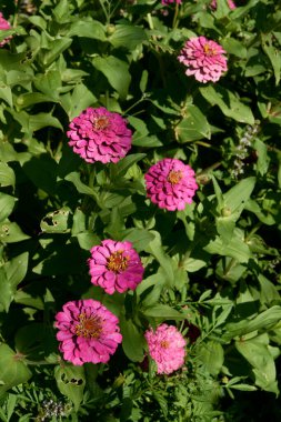 Zinnia zarif renkli çiçekler