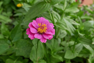 Zinnia zarif renkli çiçekler