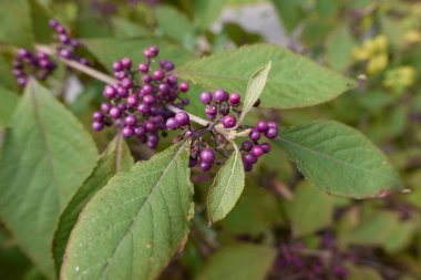 Callicarpa bodinieri  branch close up