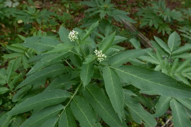 Sambucus ebulus shrub in bloom