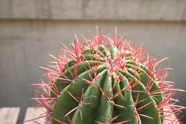 Ferocactus pilosus red spines close up
