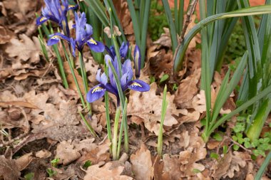 Iris reticulata blue flowers