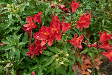 Süslü bir bahçede Alstroemeria renkli çiçekler