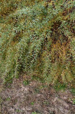 Salix purpurea nana şubesi. Yaklaş.