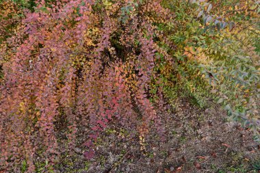 Spiraea kantoniensis renkli yapraklar