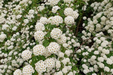 Spiraea kantoniensis çalısı çiçek açtı.