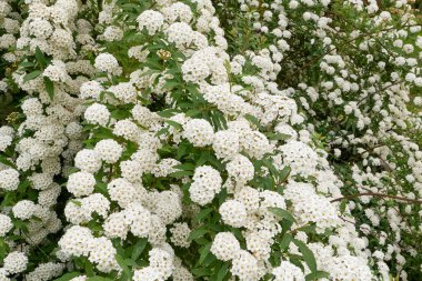 Spiraea kantoniensis çalısı çiçek açtı.