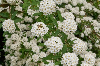 Spiraea kantoniensis çalısı çiçek açtı.