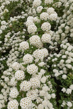 Spiraea kantoniensis çalısı çiçek açtı.