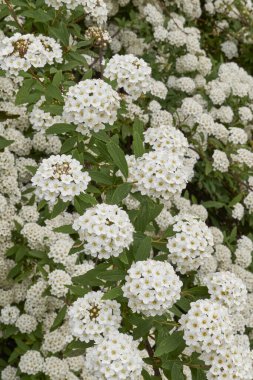 Spiraea kantoniensis çalısı çiçek açtı.