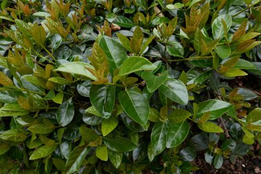 Viburnum odoratissimum yemyeşil