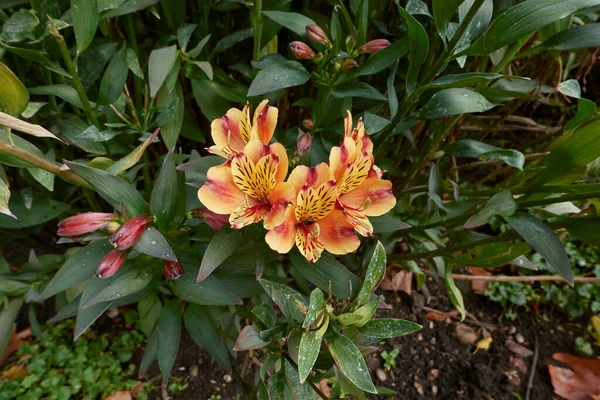 Alstroemeria Barevné Květiny Okrasné Zahradě — Stock fotografie