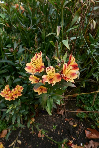 Alstroemeria Barevné Květiny Okrasné Zahradě — Stock fotografie