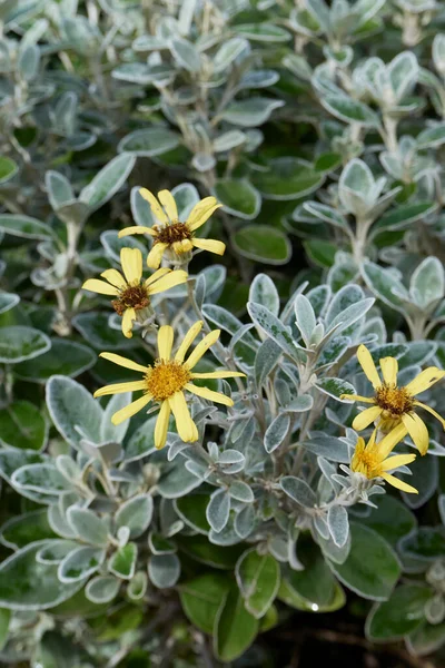 Brachyglottis Greyi Flor Amarela — Fotografia de Stock