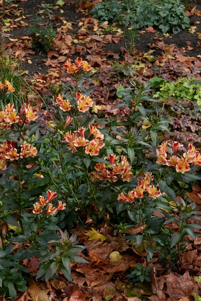 Alstroemeria Kolorowe Kwiaty Ogrodzie Ozdobnym — Zdjęcie stockowe