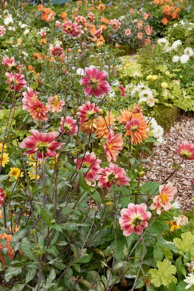 Fleurs Dahlia Dans Jardin Ornemental — Photo