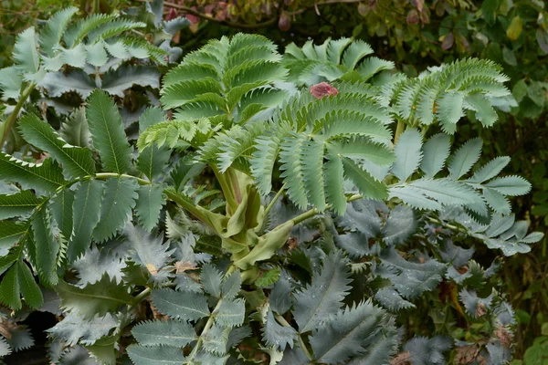 Melianthus büyük taze yapraklar