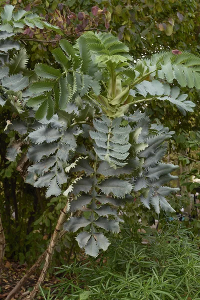 Melianthus Grandes Folhas Frescas — Fotografia de Stock