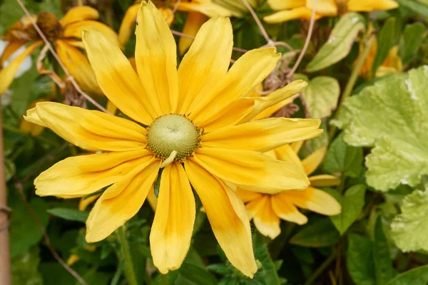 Rudbeckia Hirta Sarı Çiçek Yaklaş — Stok fotoğraf