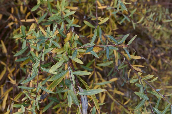 Salix Purpurea Nana Şubesi Yaklaş — Stok fotoğraf
