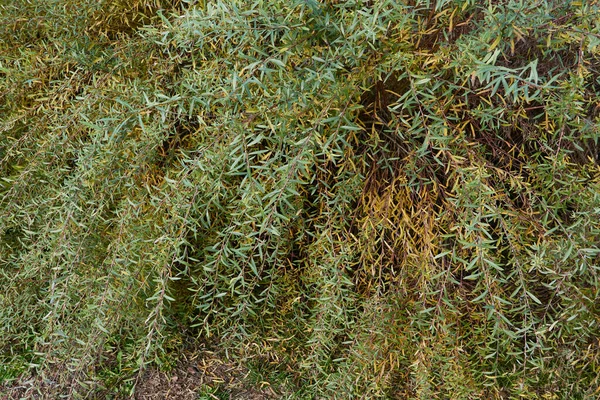 Salix Purpurea Nana Oddział Zamknąć — Zdjęcie stockowe