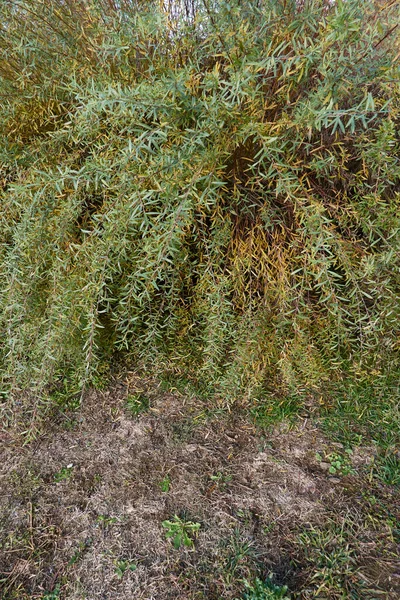 Salix Purpurea Rama Nana Cerca —  Fotos de Stock