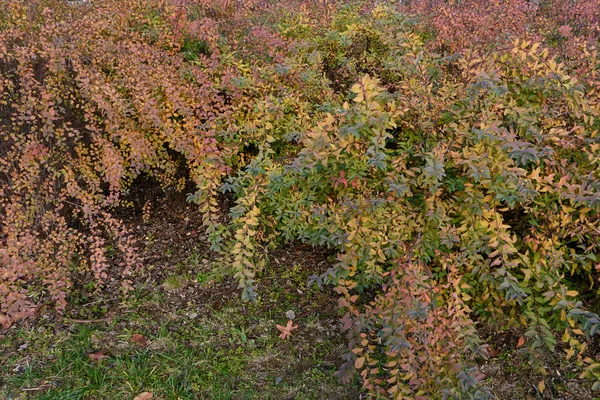 stock image Spiraea cantoniensis colorful leaves