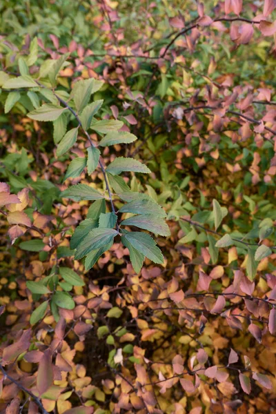Spiraea Cantoniensis Colorous Leaves — стоковое фото