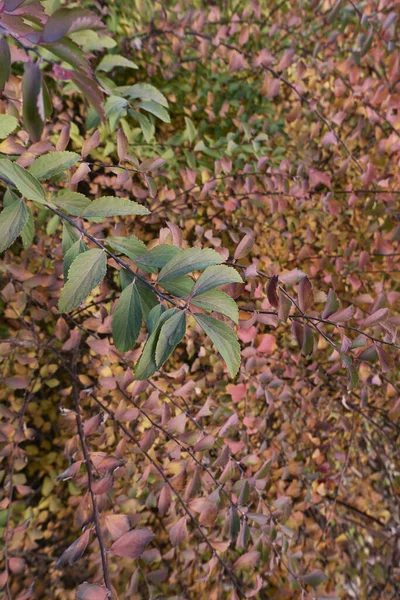 Spiraea Cantoniensis Kolorowe Liście — Zdjęcie stockowe