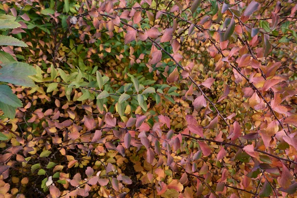 Spiraea Cantoniensis Kleurrijke Bladeren — Stockfoto