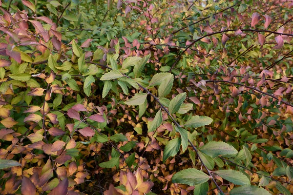 Spiraea Cantoniensis Folhas Coloridas — Fotografia de Stock